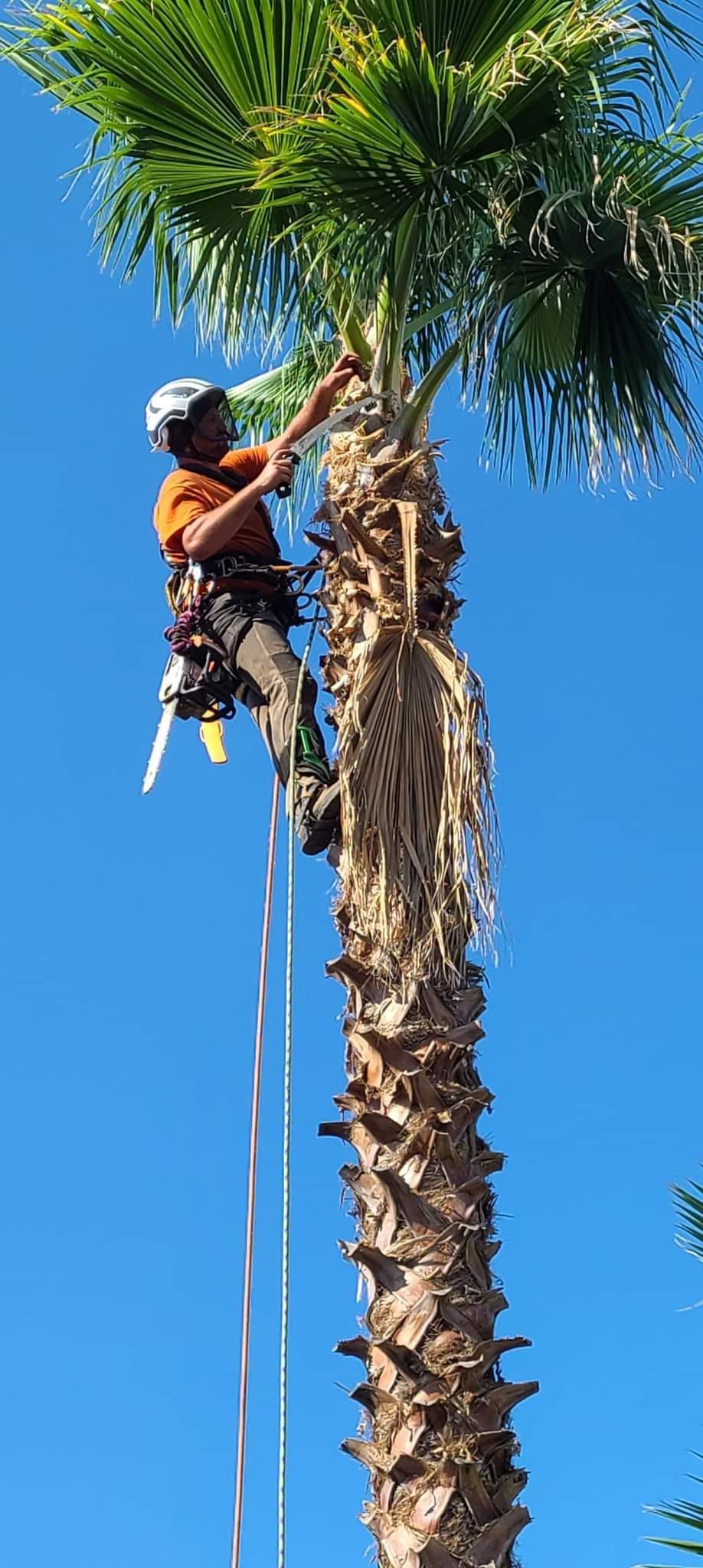 Arborist climbing a tall palm tree against a clear blue sky, wearing safety gear.