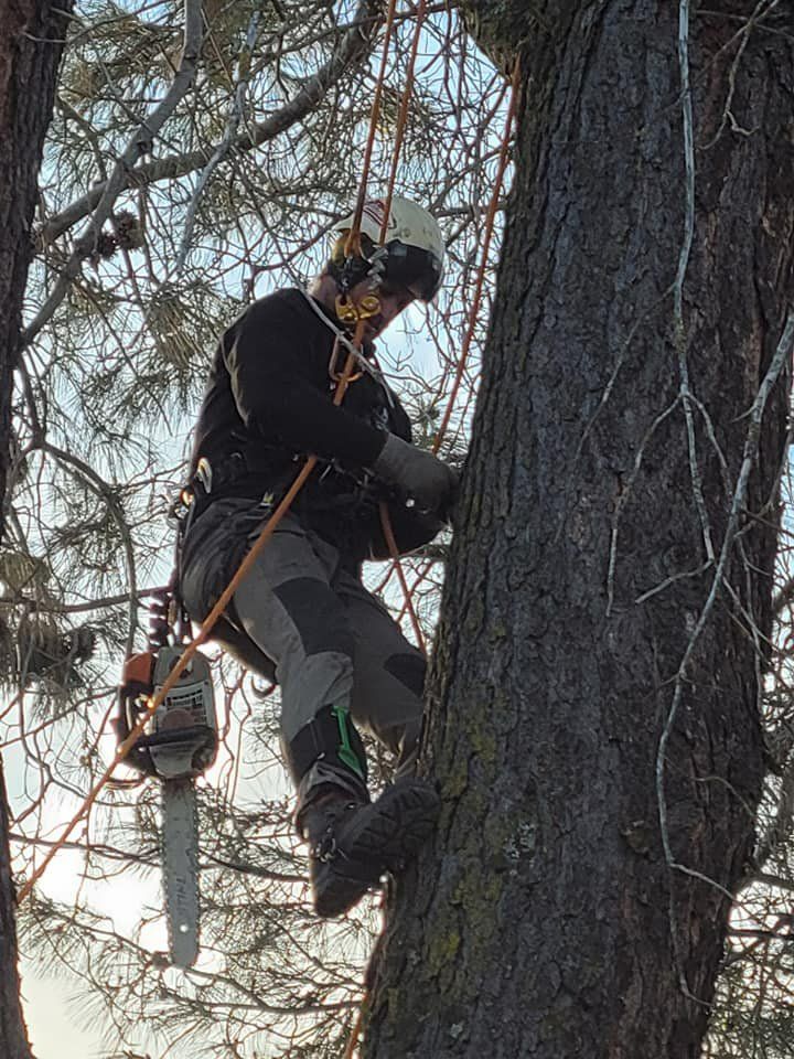 Arborist, wearing safety gear, secured with ropes, trimming a tree with a chainsaw.
