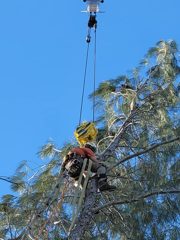 Tree worker using a hoist to remove a tree branch. Bright blue sky in the background.
