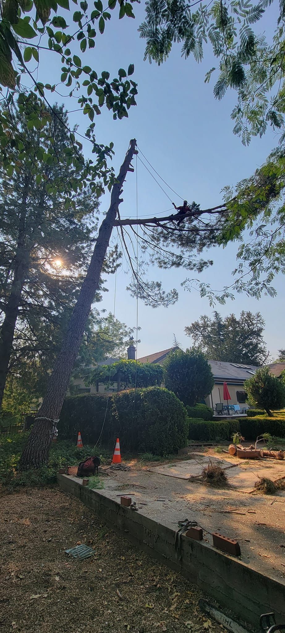 A tree being trimmed by a worker high up in the branches with a crane. The sky is blue and the sun is shining.