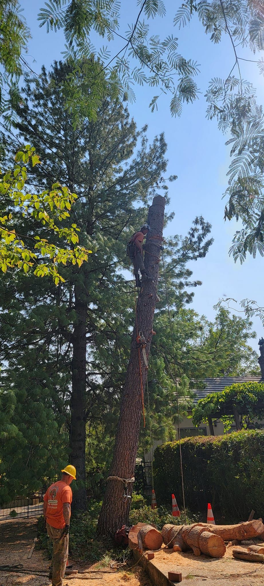 Man in hardhat and orange shirt standing near a tall tree being cut down. Blue sky in background.