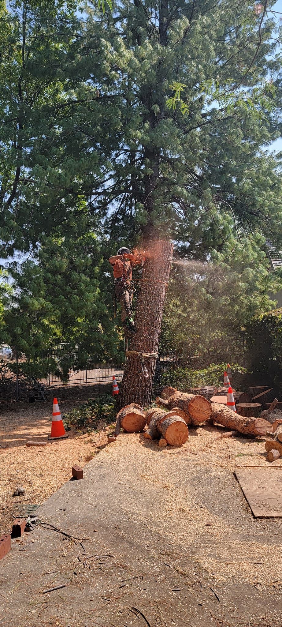 Tree being cut down with a chainsaw, wood logs on the ground, orange traffic cones.