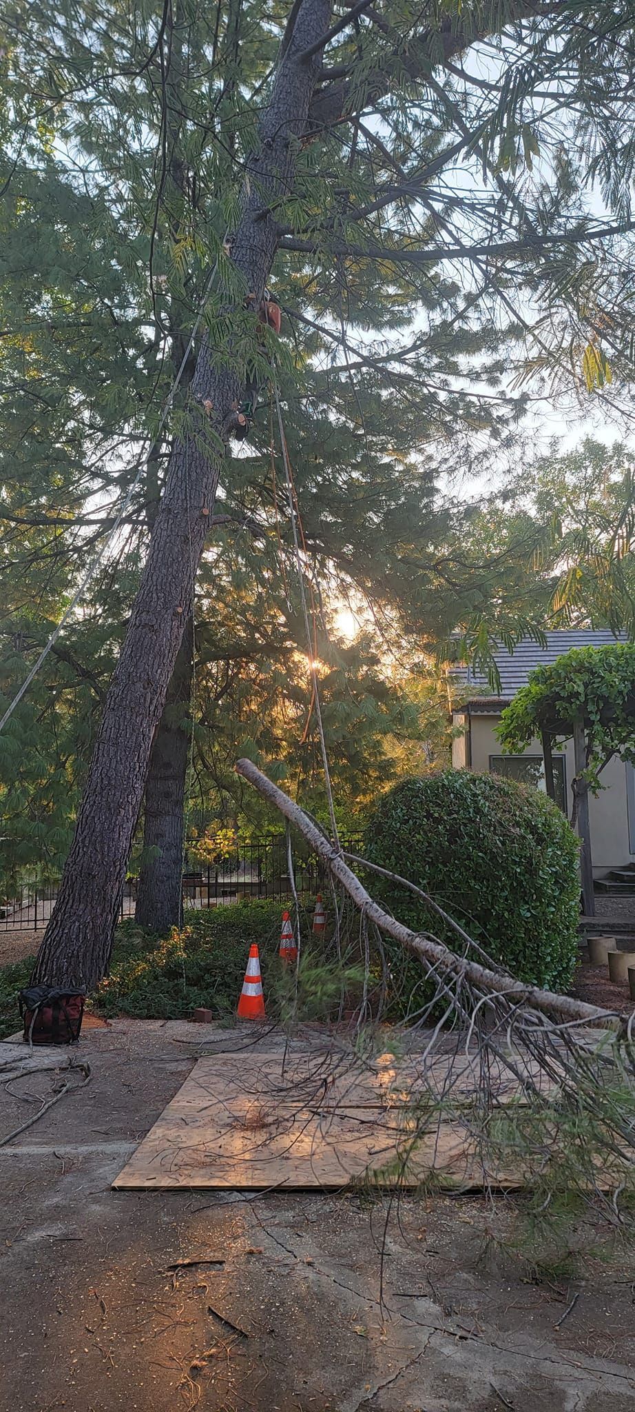 Tall tree with a fallen branch, orange cone, and sunlight peeking through the trees.