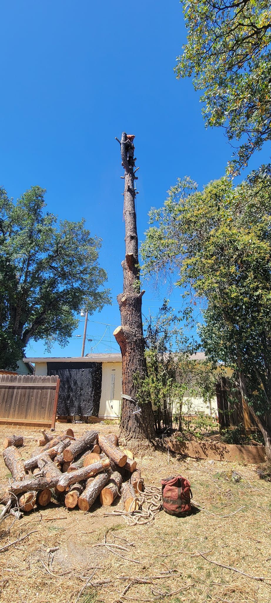 A tall, mostly bare tree trunk stands against a bright blue sky, surrounded by green trees. Logs lie on the ground.
