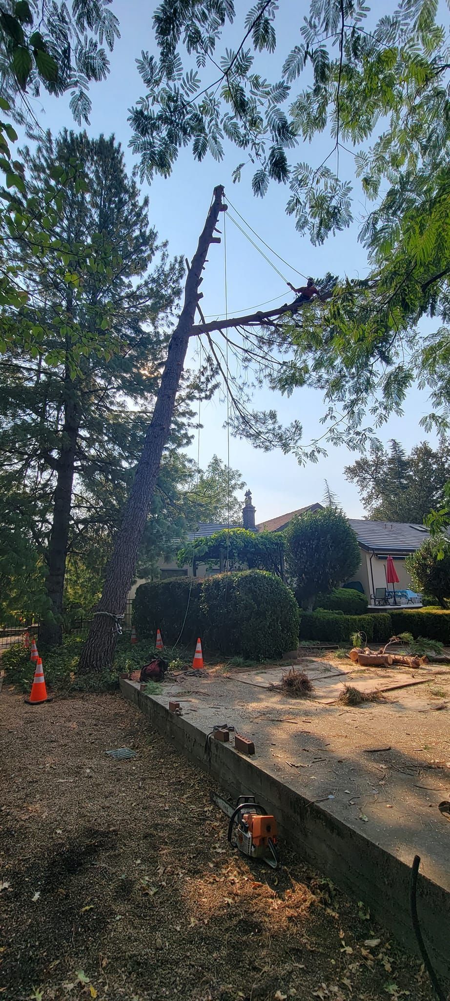 A tree being trimmed on a sunny day with orange traffic cones and a house in the background.