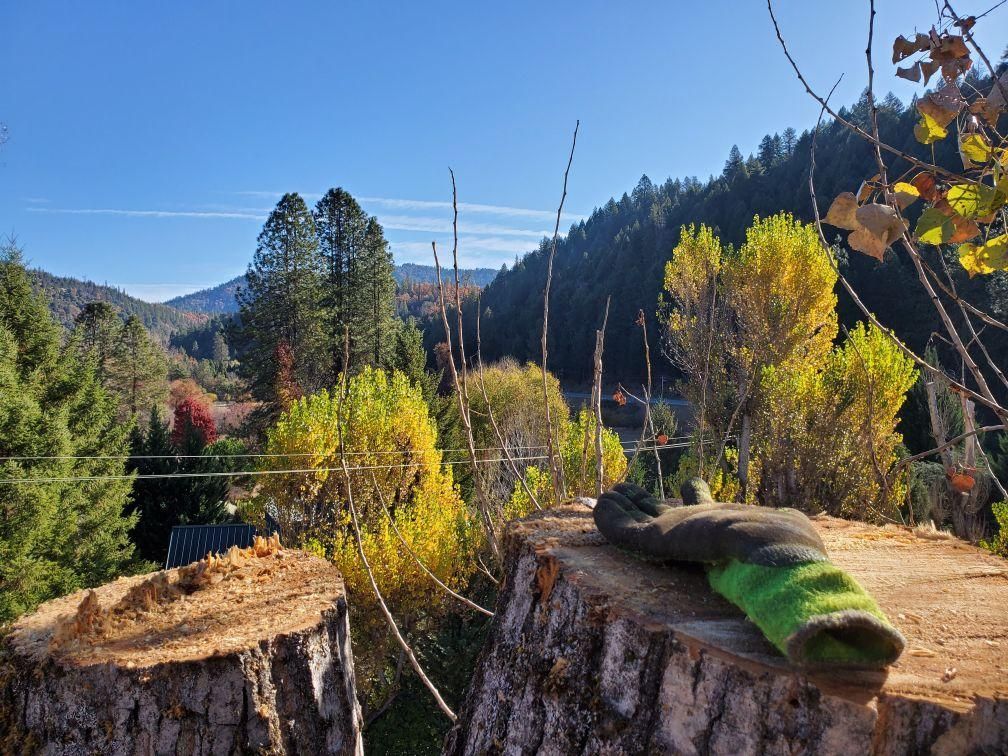 A pair of cut tree stumps with a glove on top, set against a backdrop of colorful trees and a mountain range.
