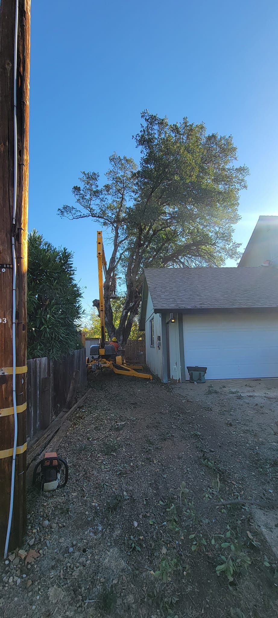 A tall tree and a building with a white garage door stand under a blue sky.
