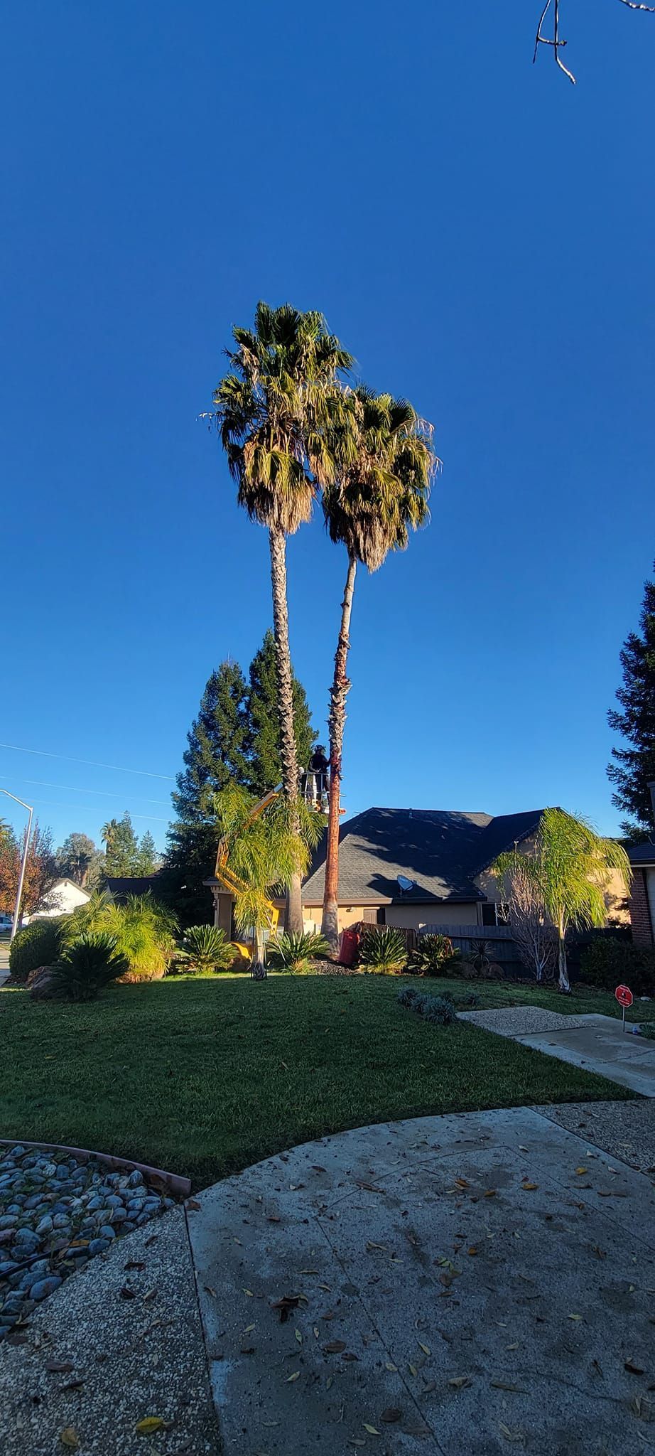 Palm trees against a clear blue sky, over a house and green yard.