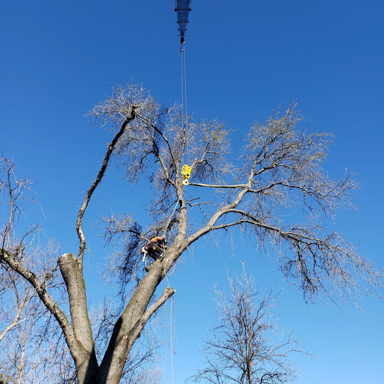 Man in a tree being trimmed by a crane against a bright blue sky.
