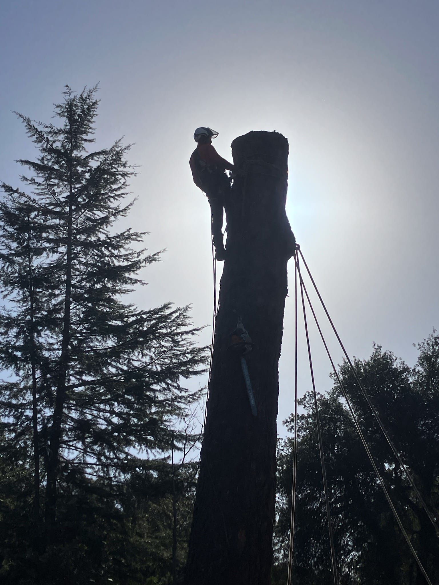 Silhouette of a tree worker on a tall stump against the bright sun.