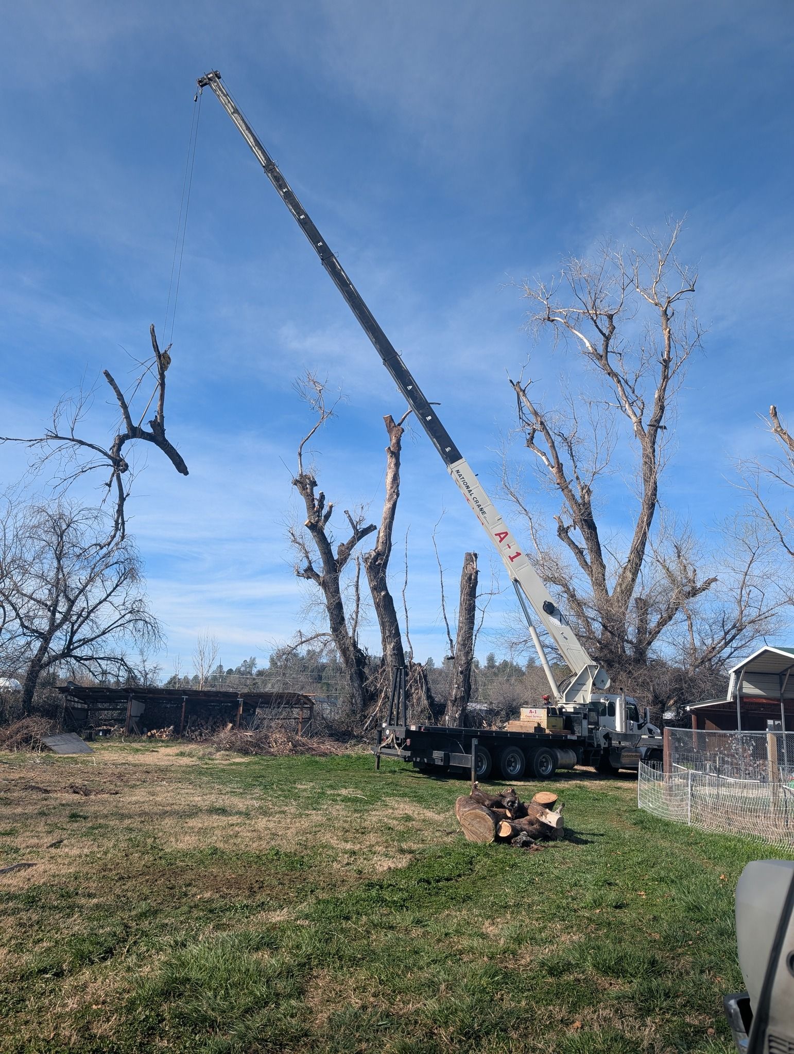 Crane trimming bare trees in a grassy yard under a blue sky.