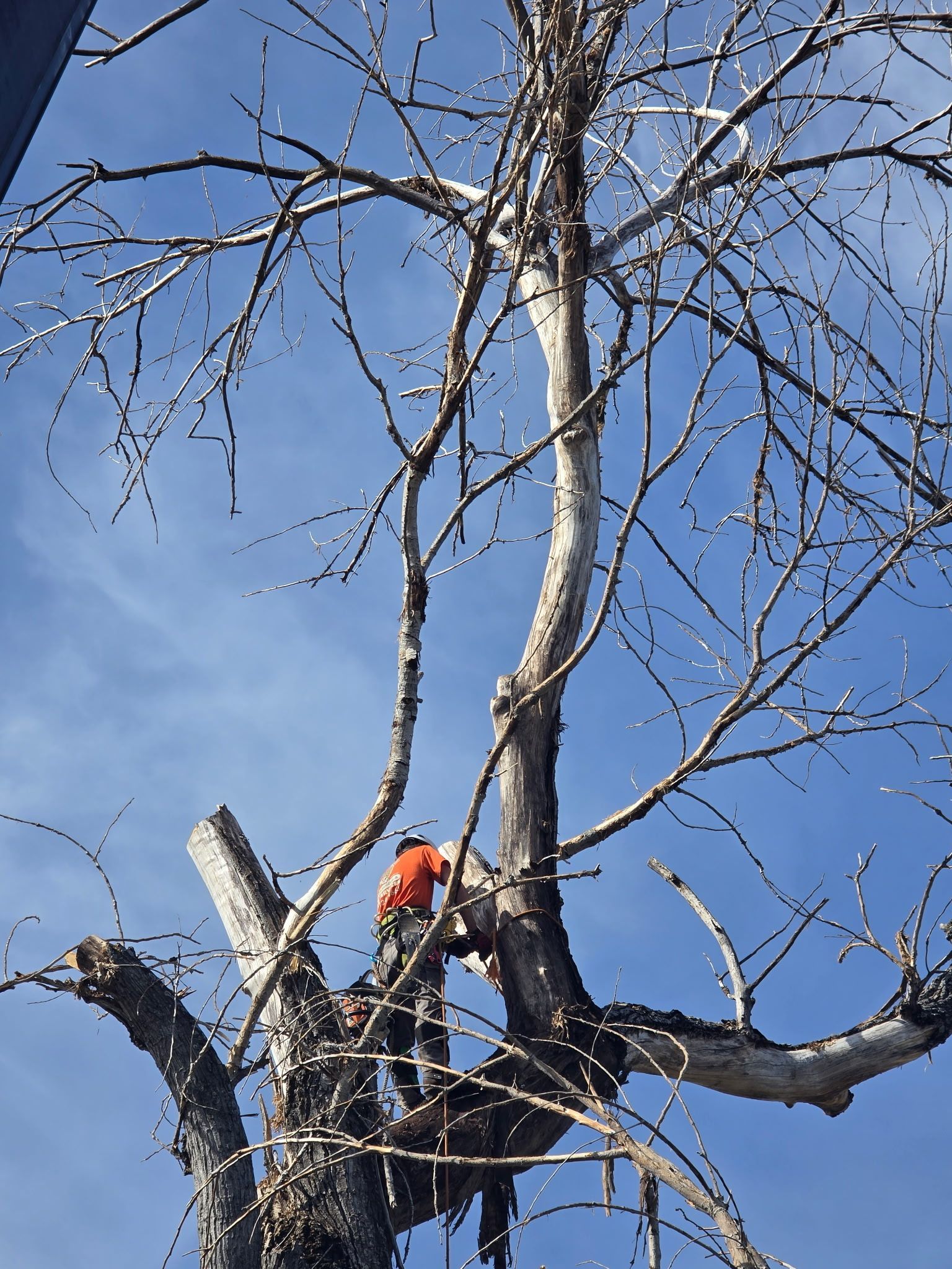 Person in orange safety gear cutting a bare tree limb with a chainsaw against a blue sky.
