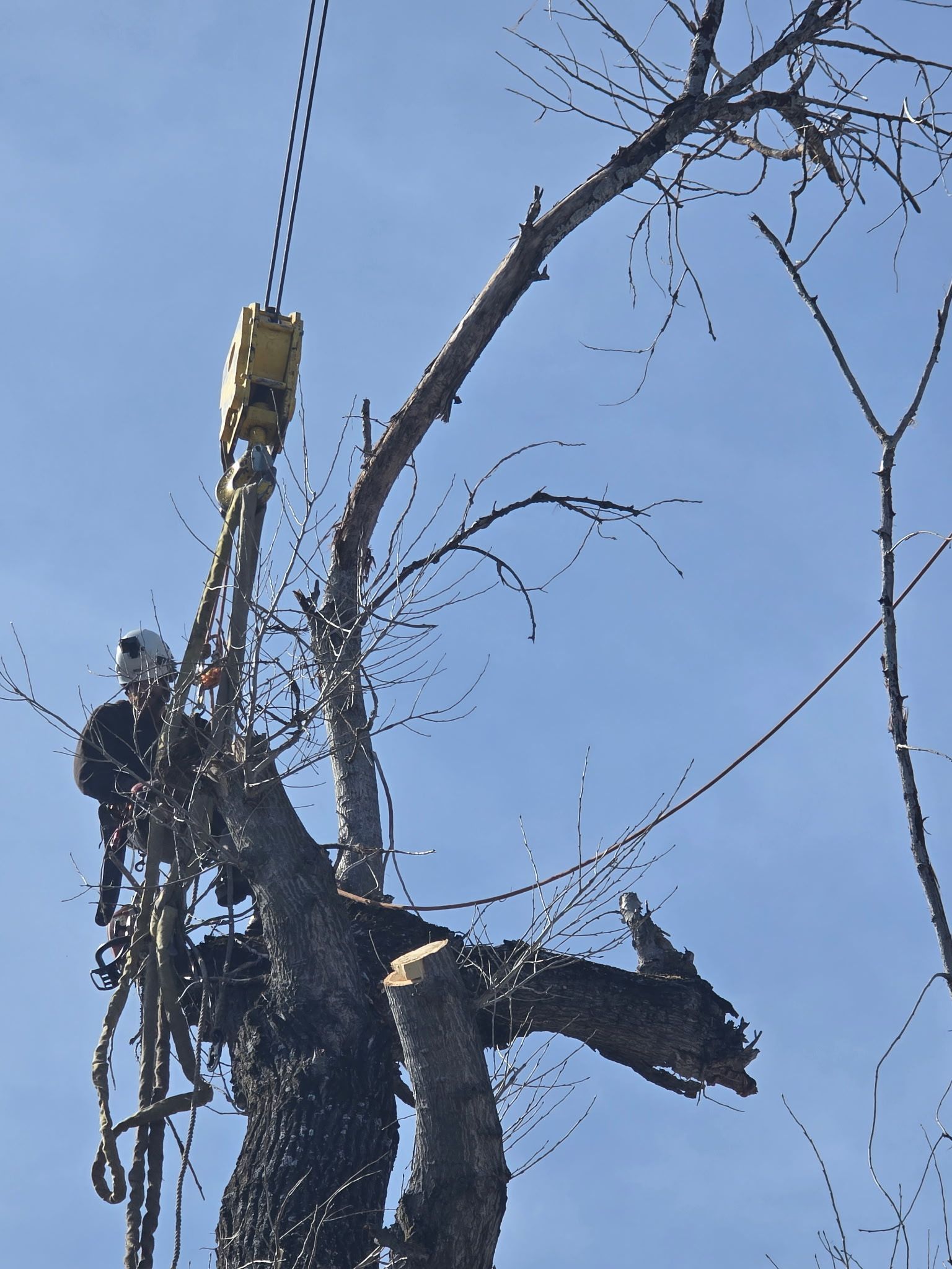 Arborist using a crane to remove a tree branch against a bright blue sky.