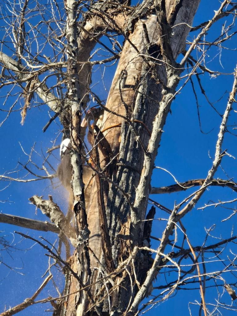 Person cutting a tree with a chainsaw against a bright blue sky.