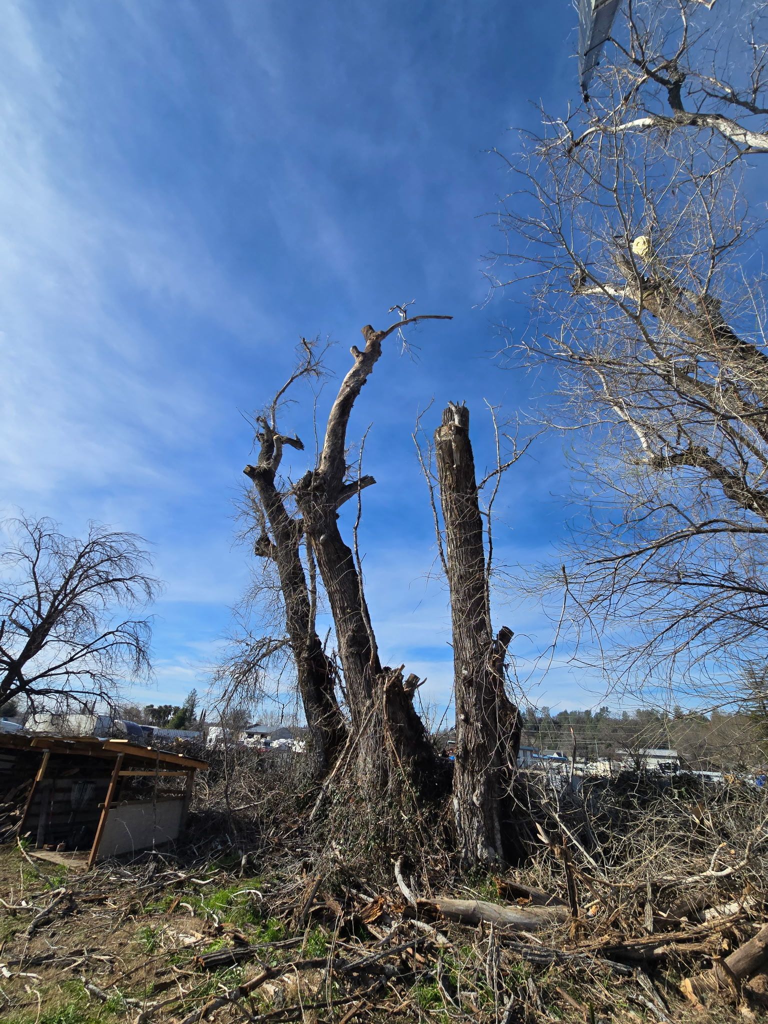Bare tree trunks against a blue sky with wispy clouds; a field with scattered debris.