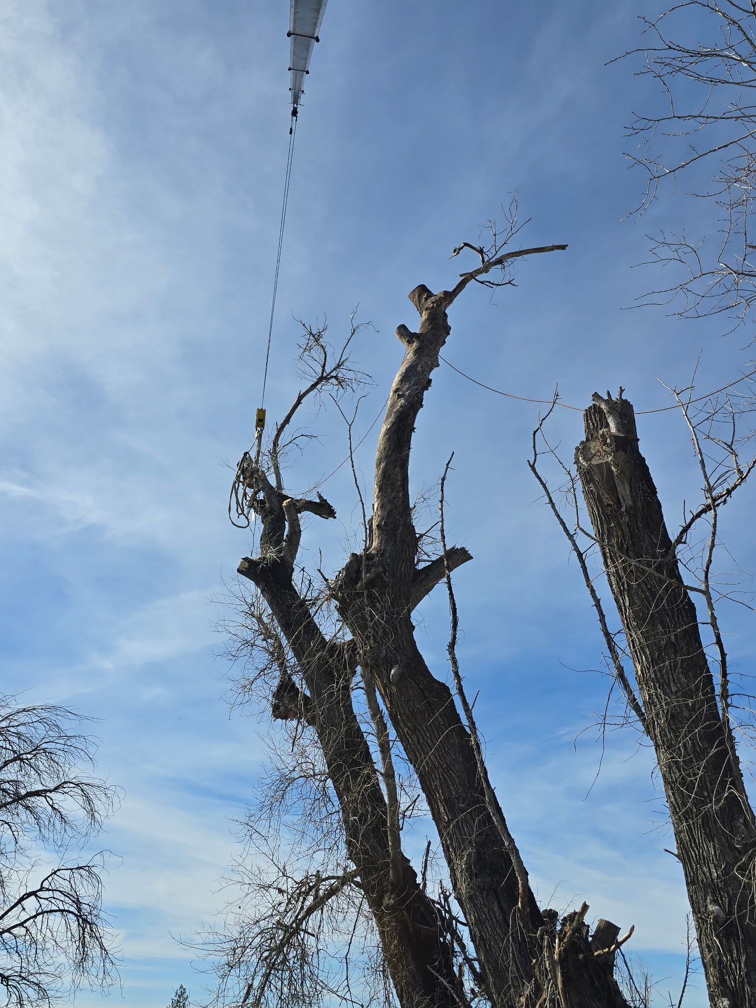Bare tree branches reach toward a blue sky. A distant object hangs in the sky.