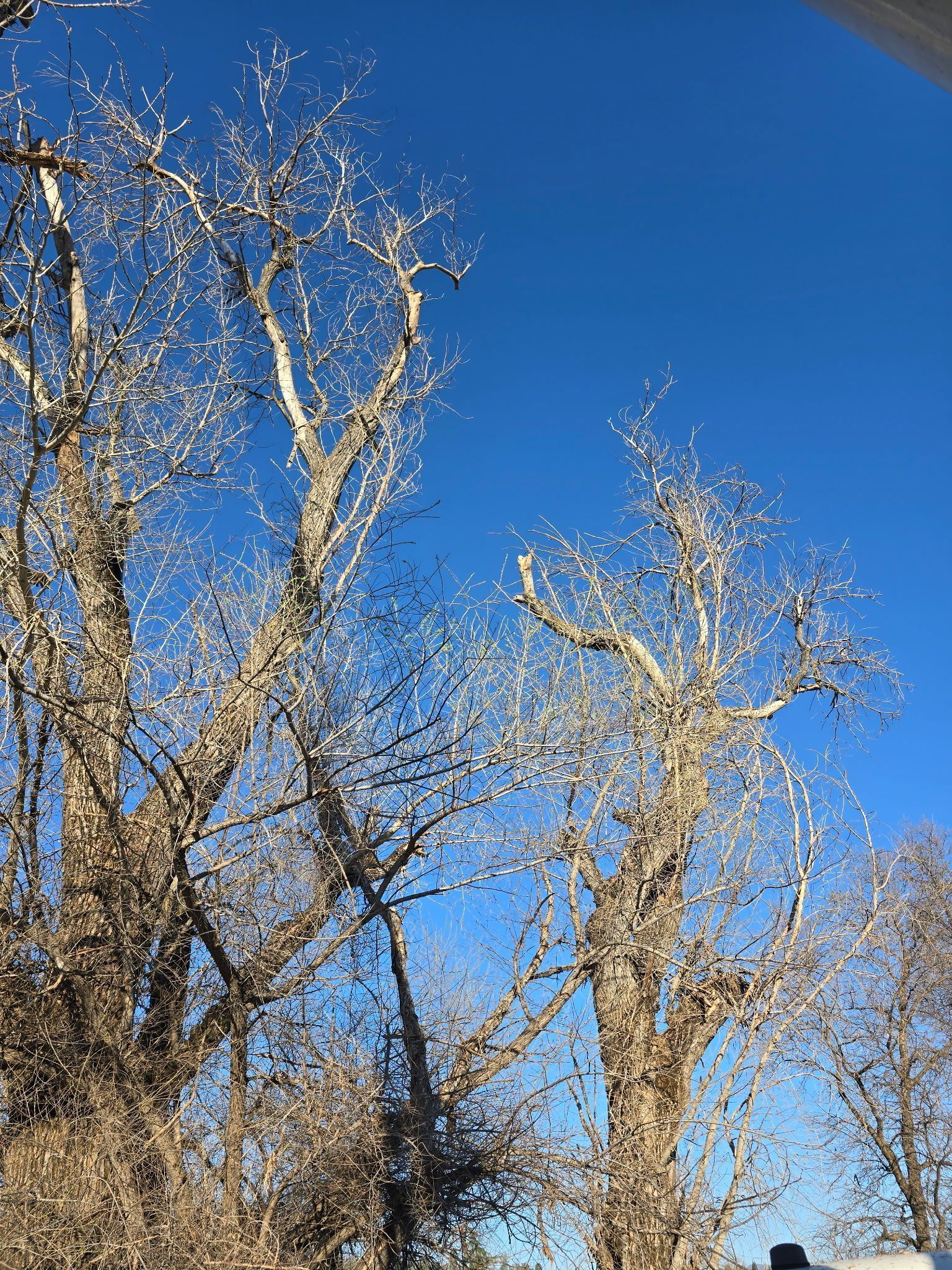 Bare winter trees against a bright blue sky.