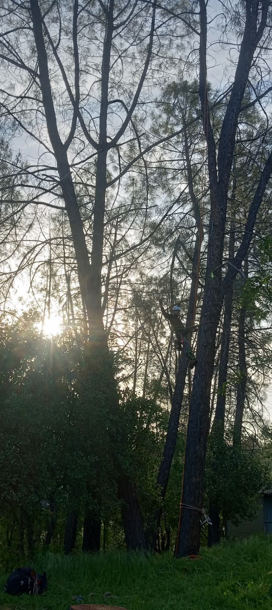 Tall trees in a forest with the sun peeking through. Green grass and a dark object in the lower left.