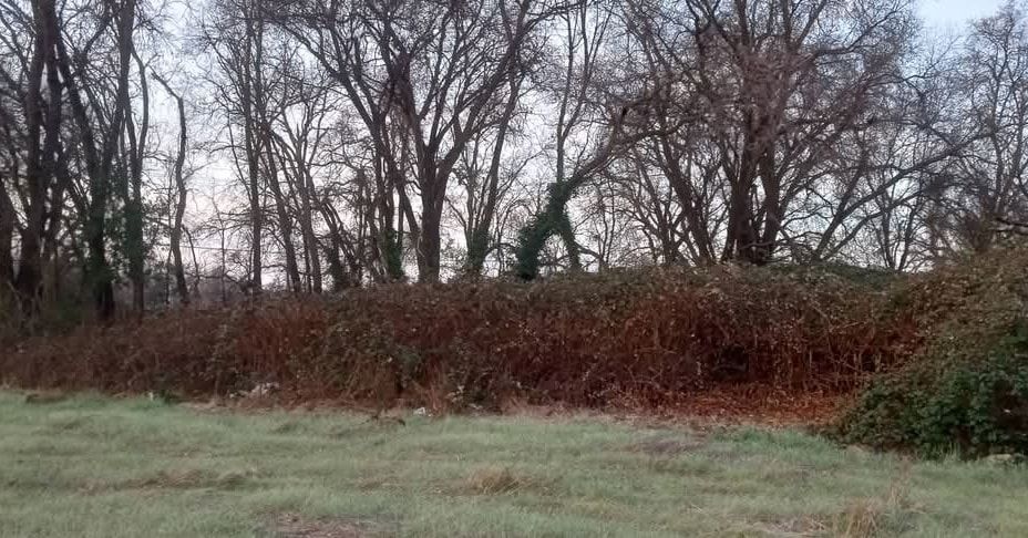 Grassy field with a dense thicket of brown bushes and bare trees against a dusky sky.