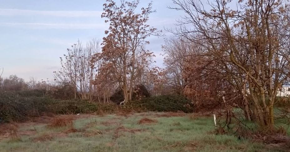 Overgrown field with brown grass, leafless trees, and a building obscured by foliage.