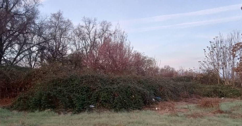 Overgrown bushes and trees in a field under a cloudy sky.