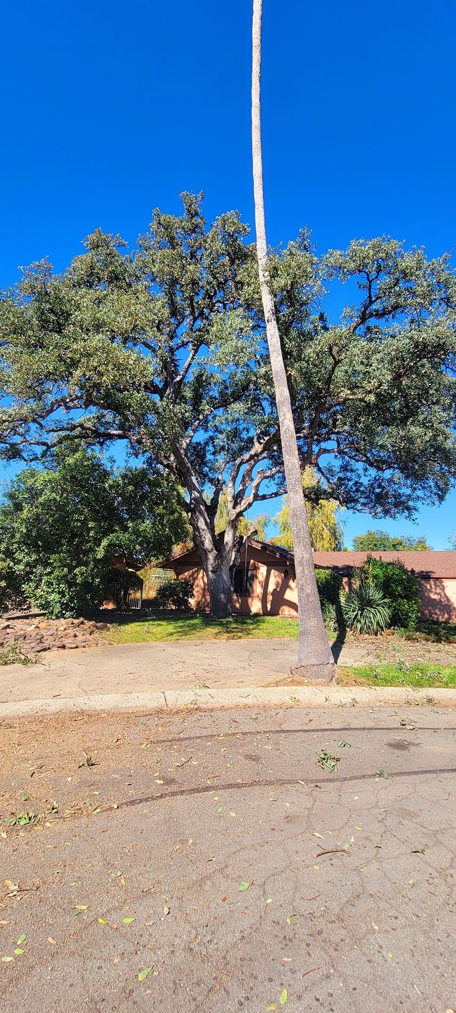 A tall tree in front of a house on a sunny day. Blue sky in the background.