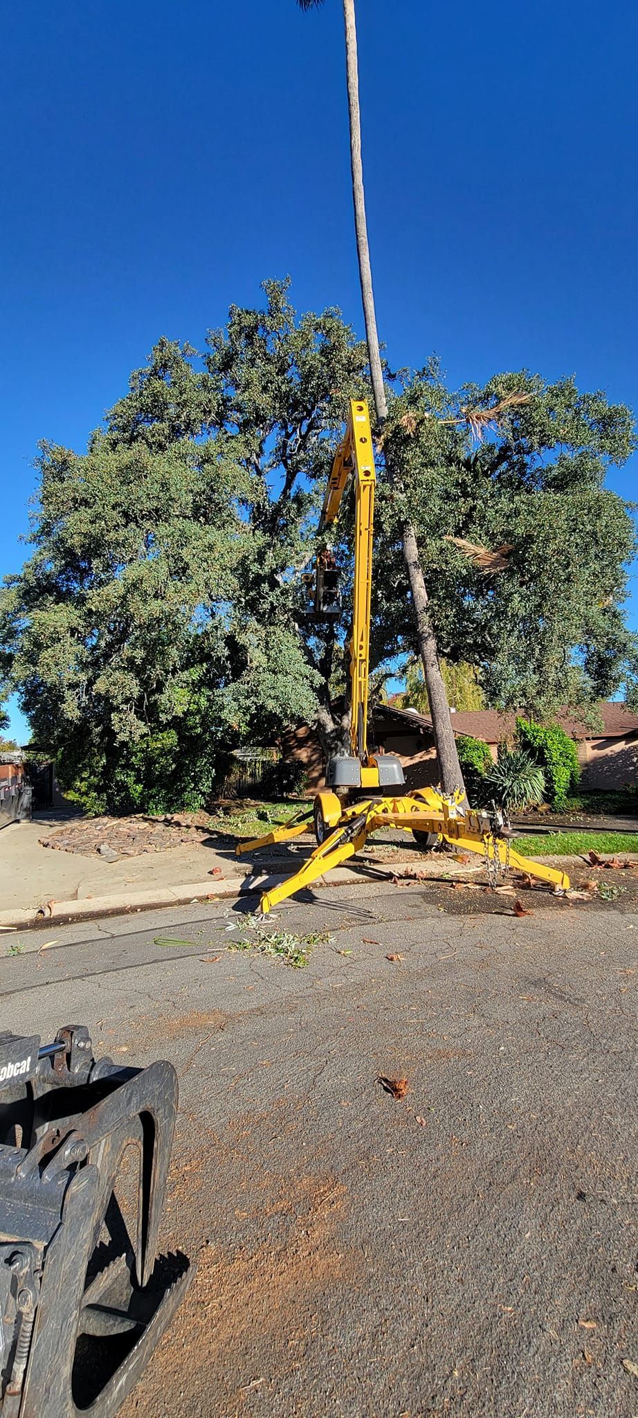 A tall yellow lift is set up to work on a large tree in front of a clear blue sky.
