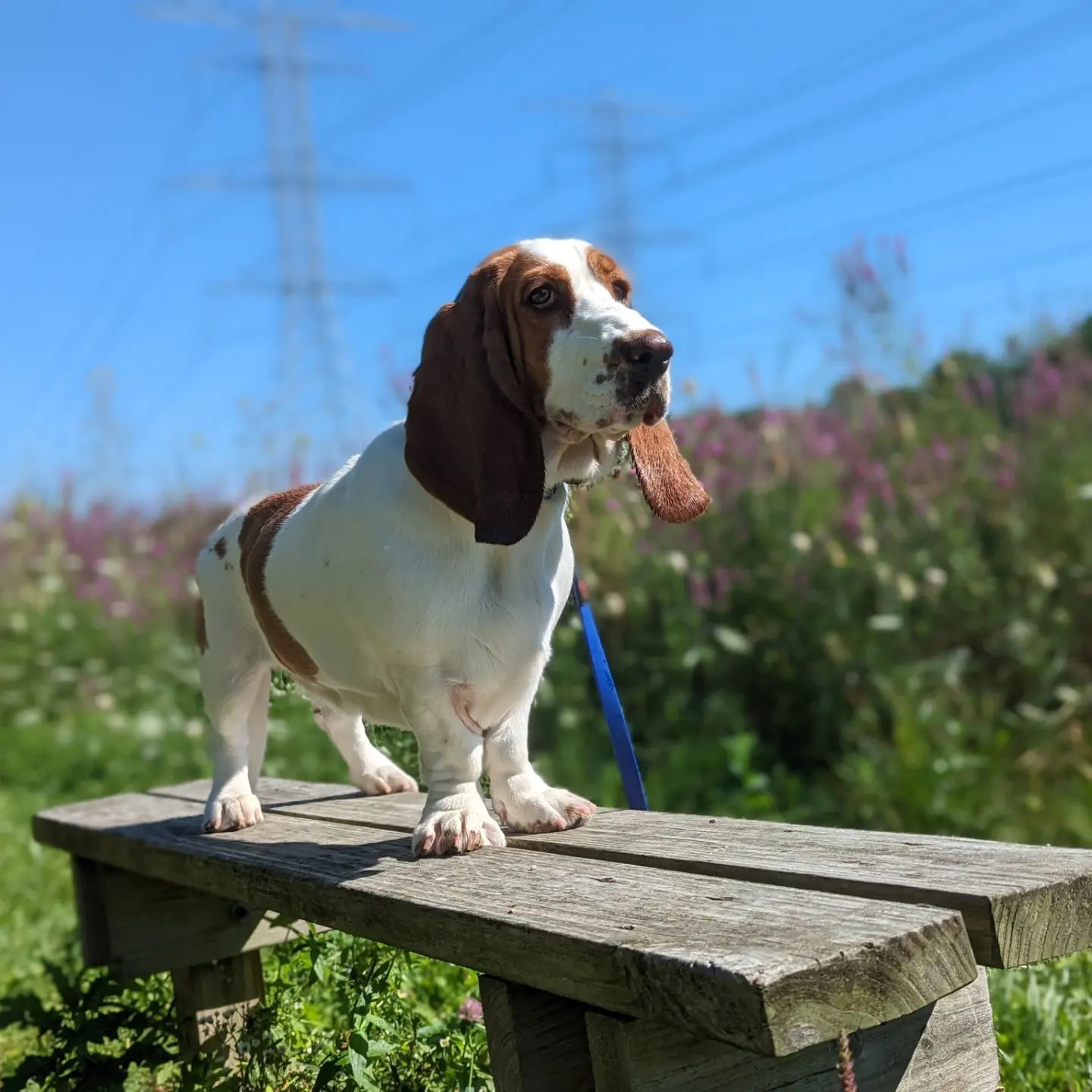 A brown and white dog standing on a wooden bench