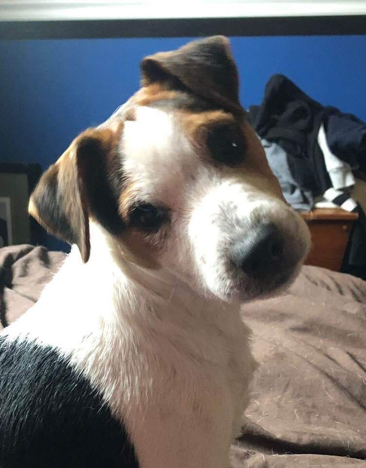 A small brown and white dog is sitting on a bed