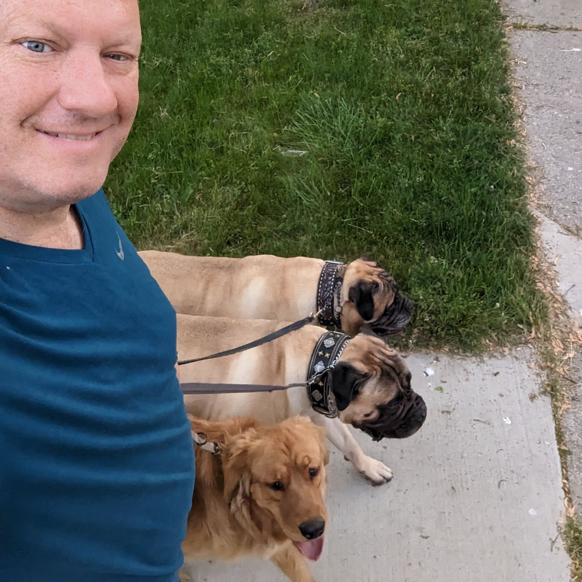 A dog trainer is walking two dogs on a sidewalk