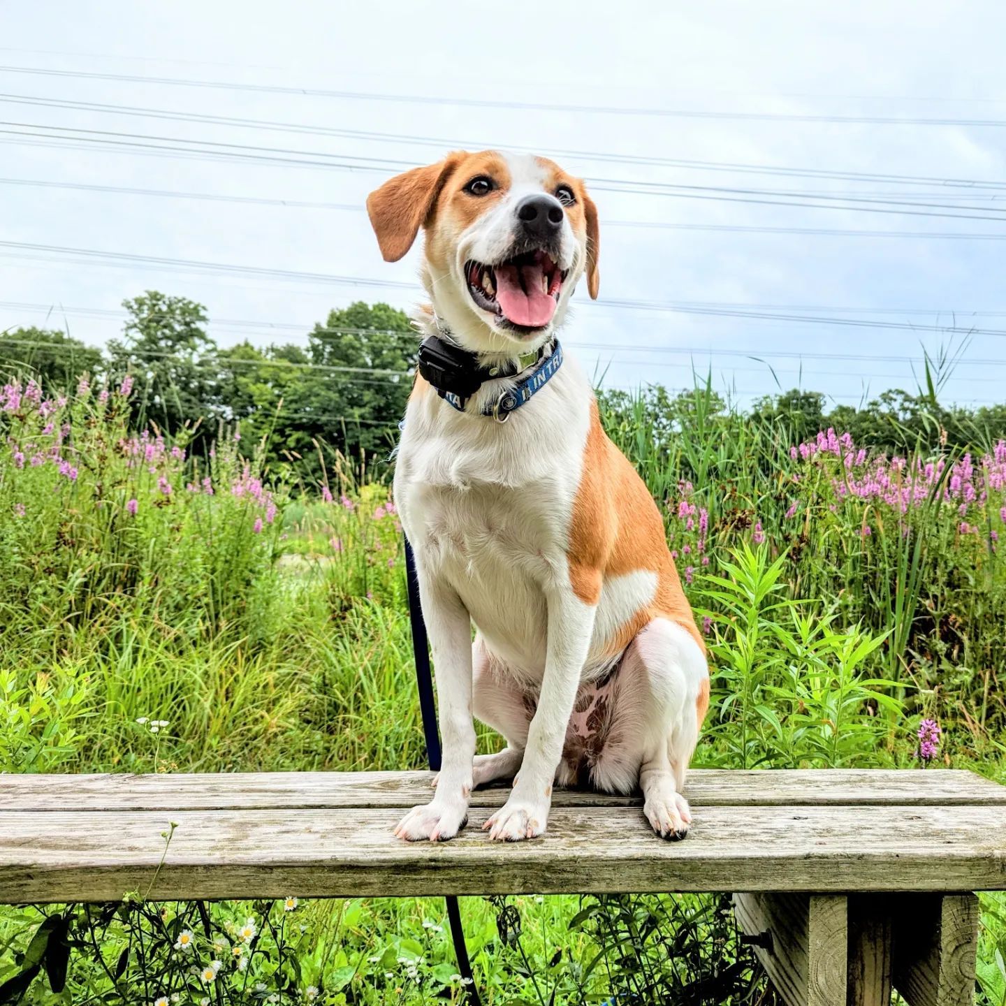 A brown and white dog is sitting on a wooden bench