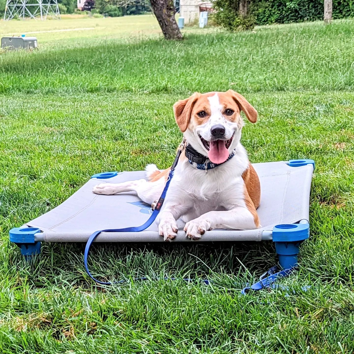 A brown and white dog is laying on a dog bed in the grass.