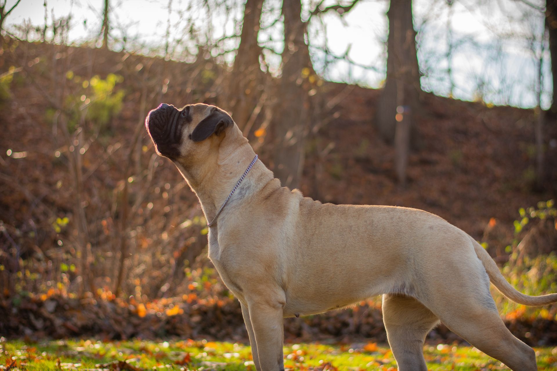 A dog is standing in the grass and looking up