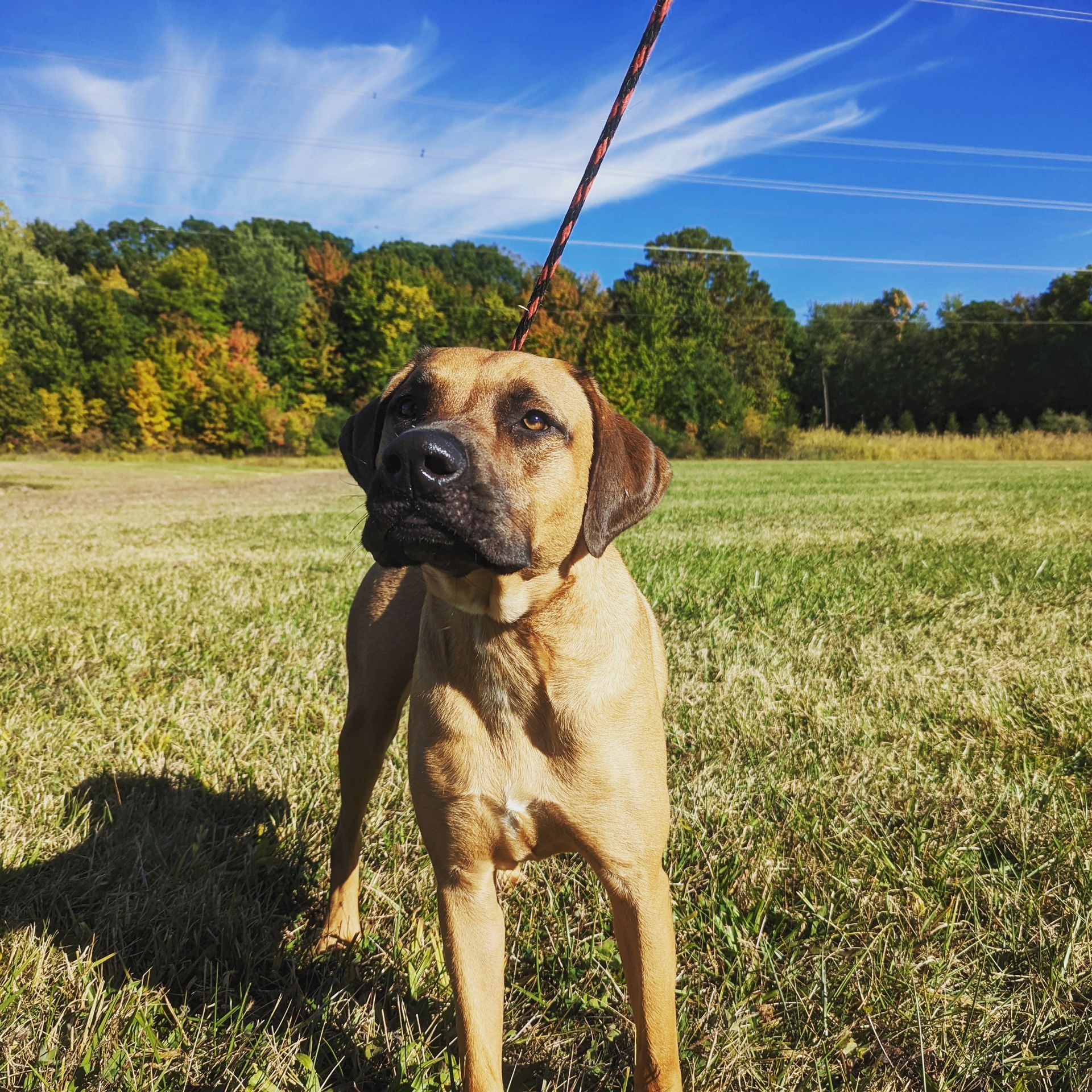 A brown dog on a leash standing in a grassy field