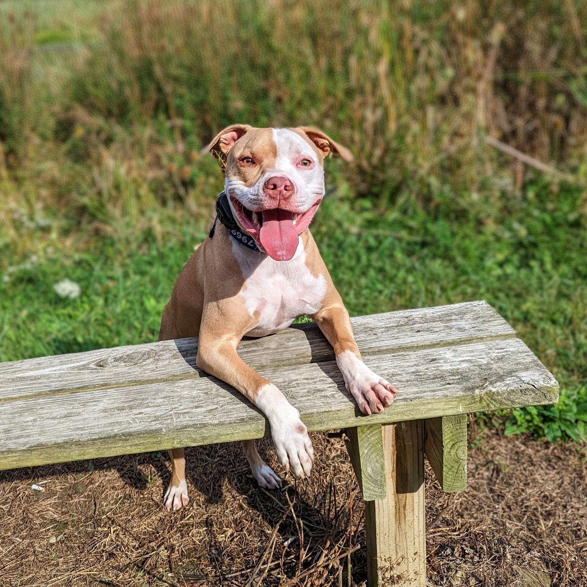 A brown and white dog is sitting on a wooden bench