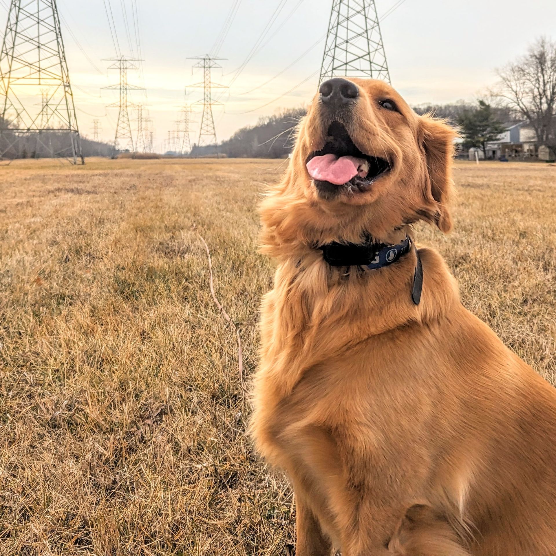 A dog sitting in a field with its tongue hanging out