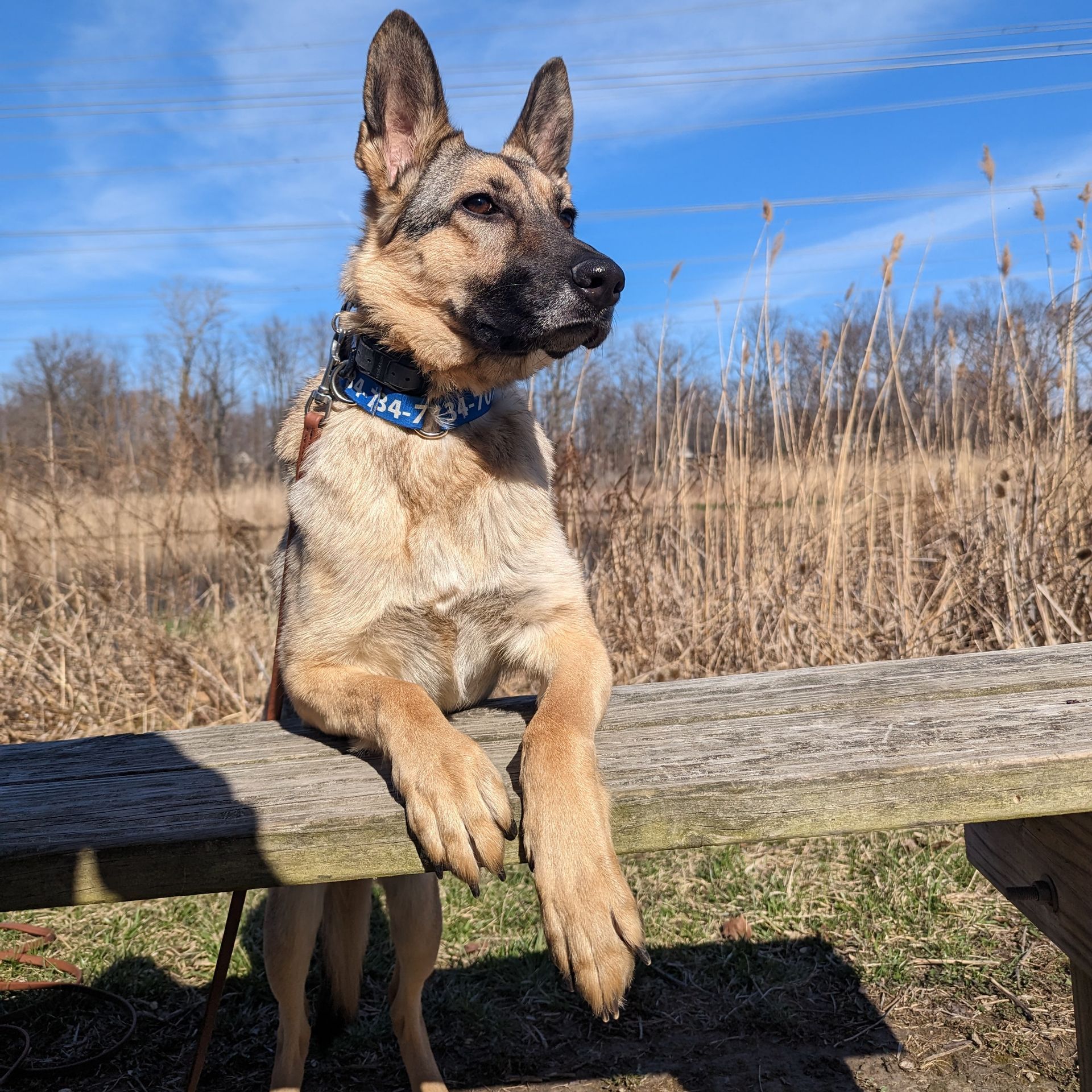 A German shepherd dog sitting on a wooden bench being trained in the Bloomfield Hills MI area