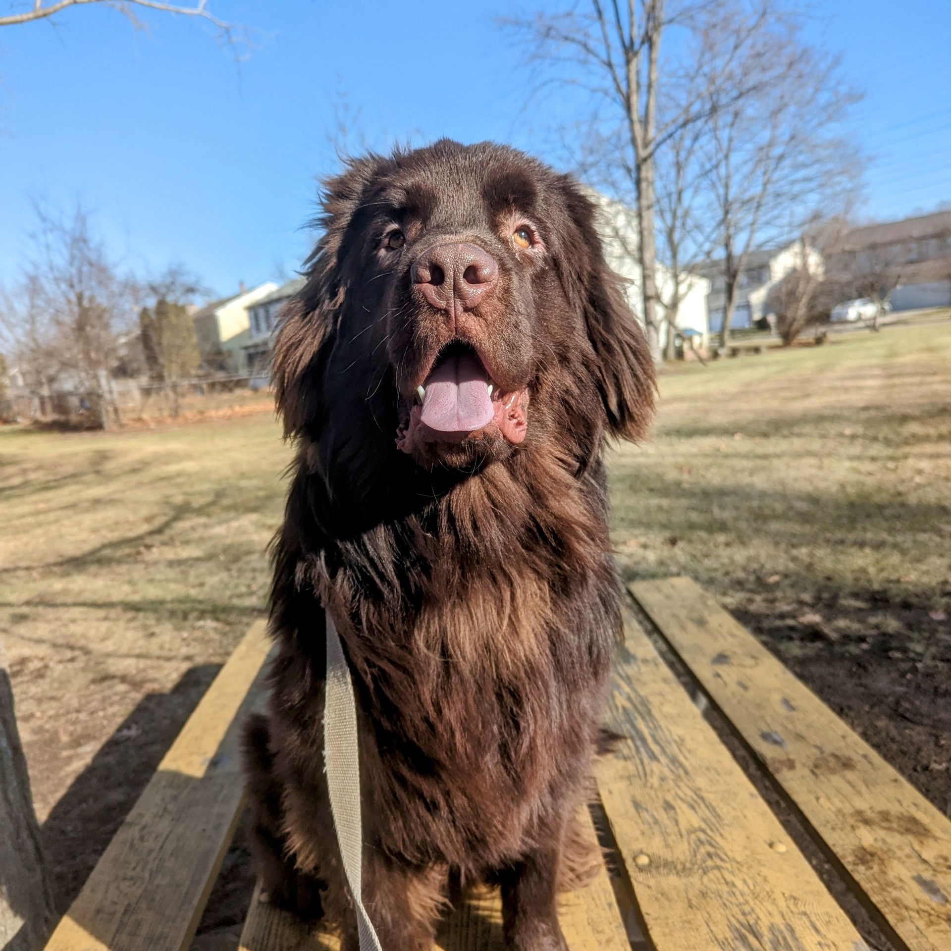 A brown dog on a leash is sitting on a wooden bench being trained in the Bloomfield Hills MI area