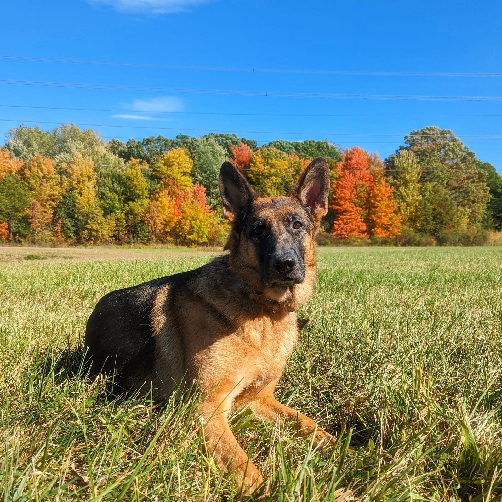 A German shepherd laying in a field with trees in the background