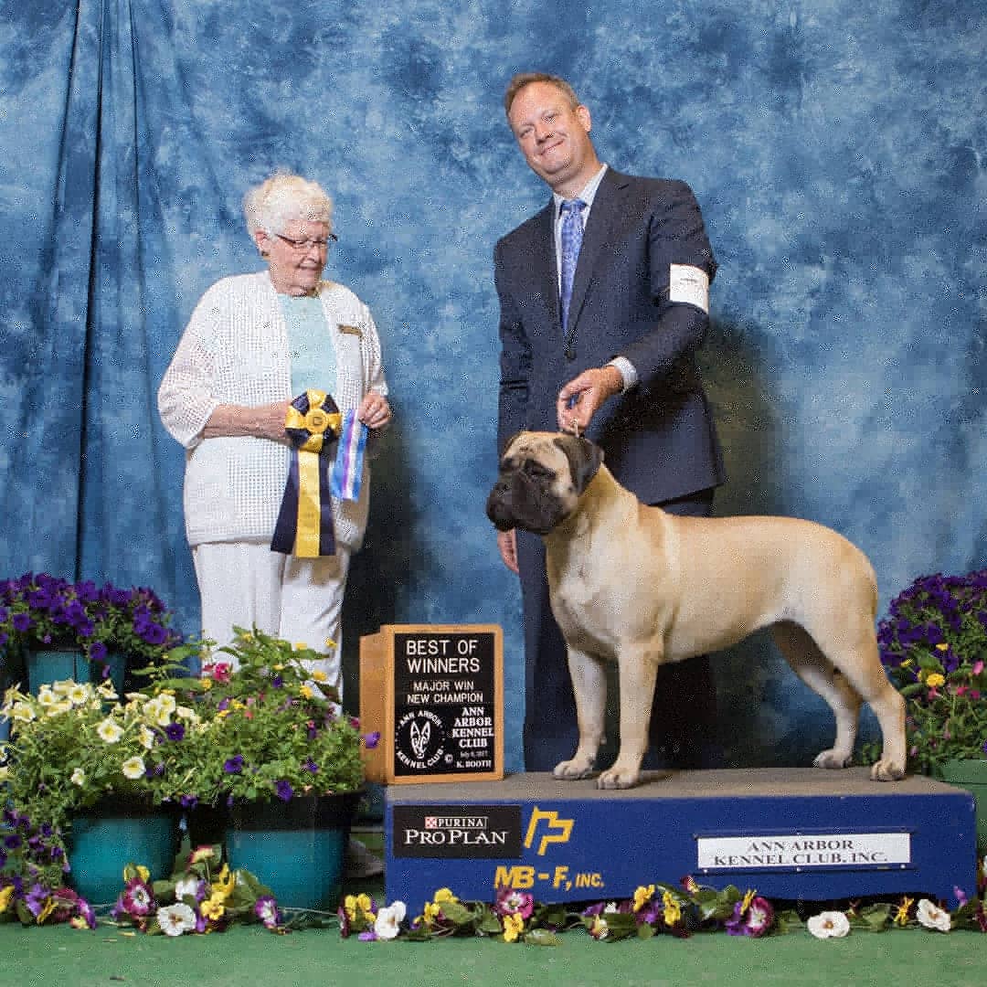 A dog standing on a podium with a sign that says best in show