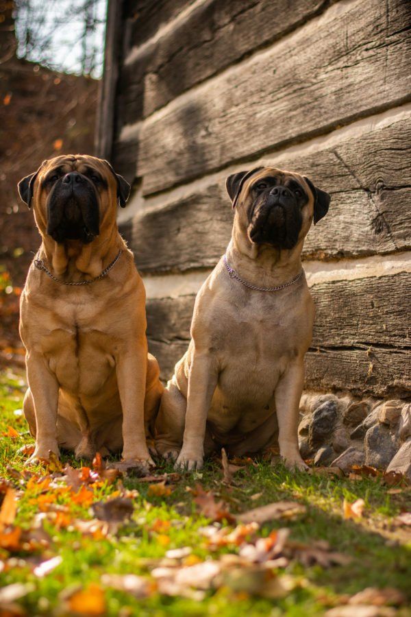 Two big dogs are sitting next to each other in front of a wooden building.