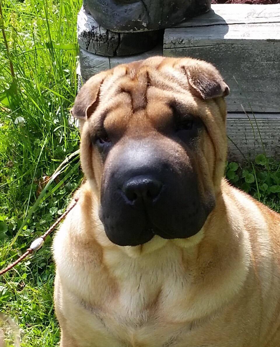 A close up of a dog 's face with weeds in the background