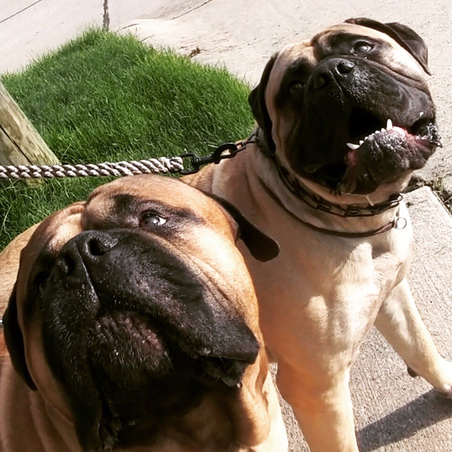 Two dogs are standing next to each other on a sidewalk on a leash while being trained in the Bloomfield Hills MI area