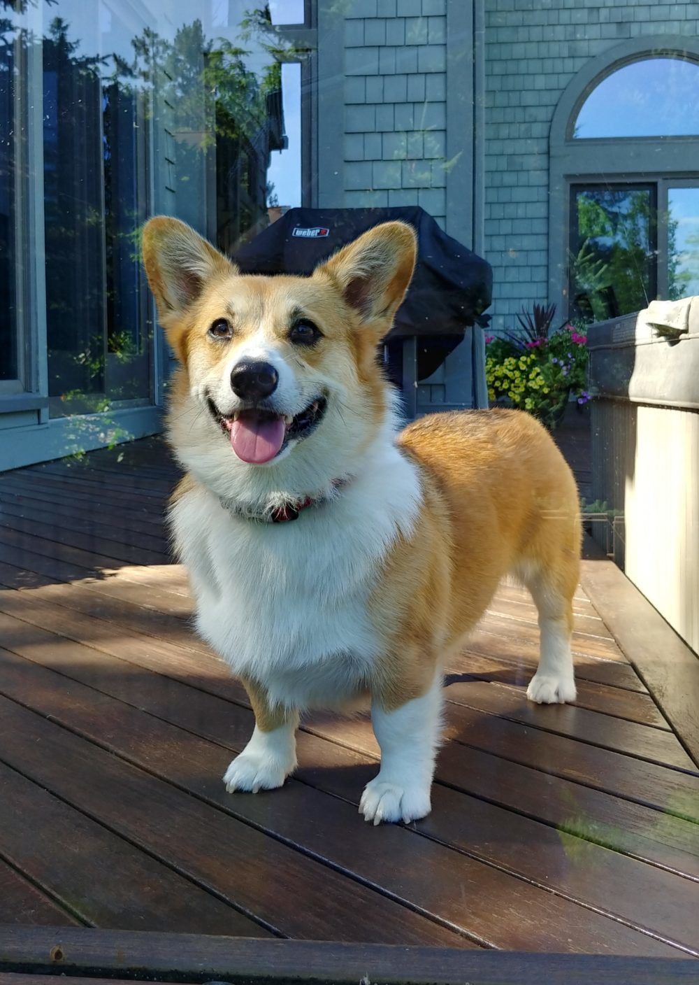 A brown and white dog standing on a wooden deck after dog training