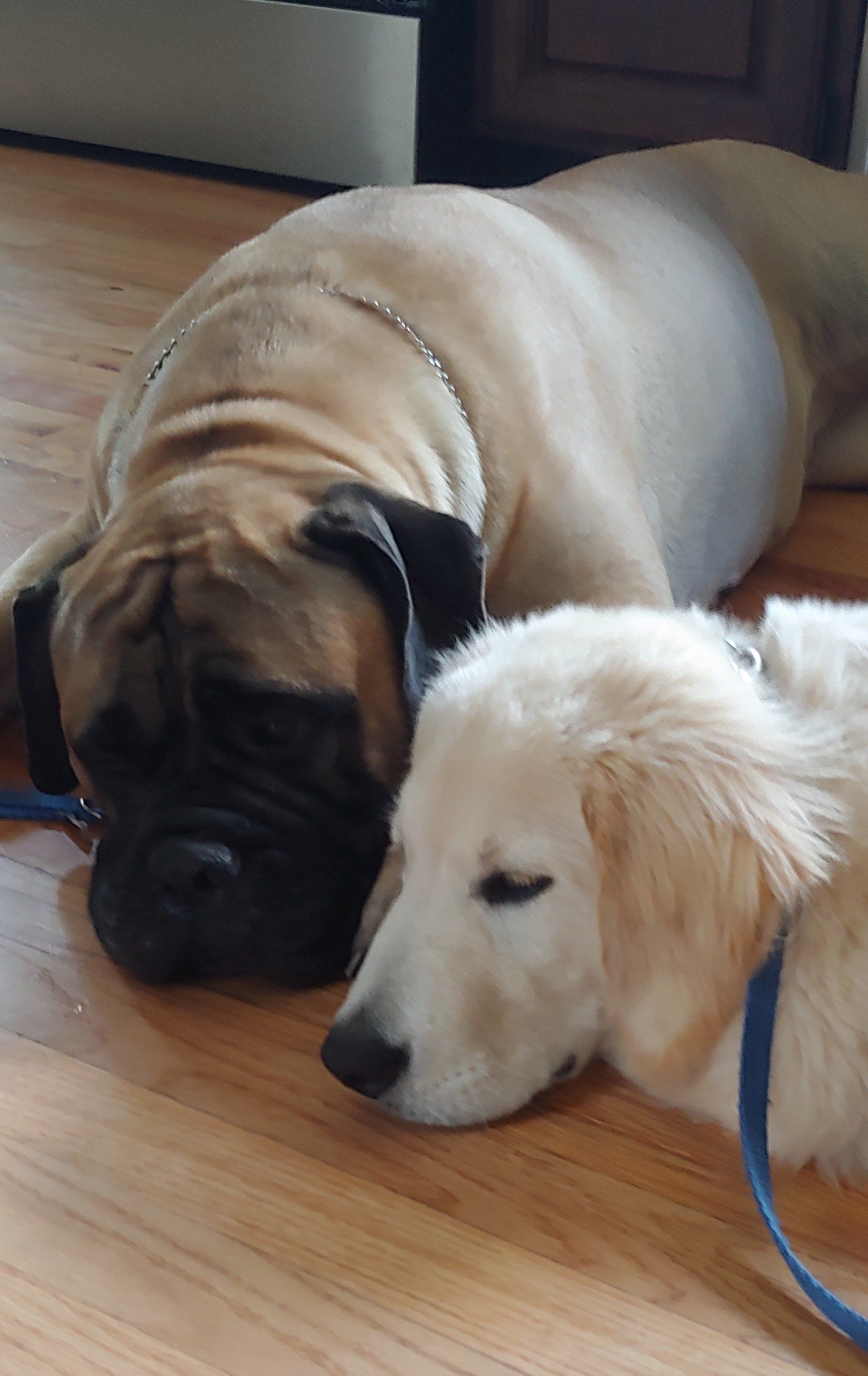 Two dogs laying next to each other on a wooden floor