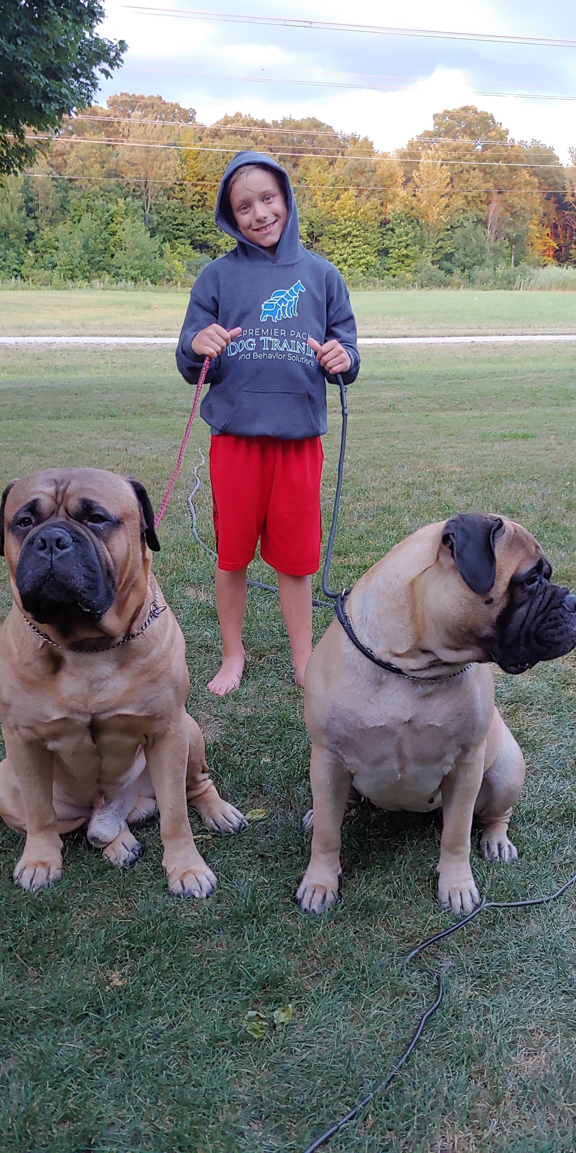 A boy is standing next to two well trained dogs on a leash.