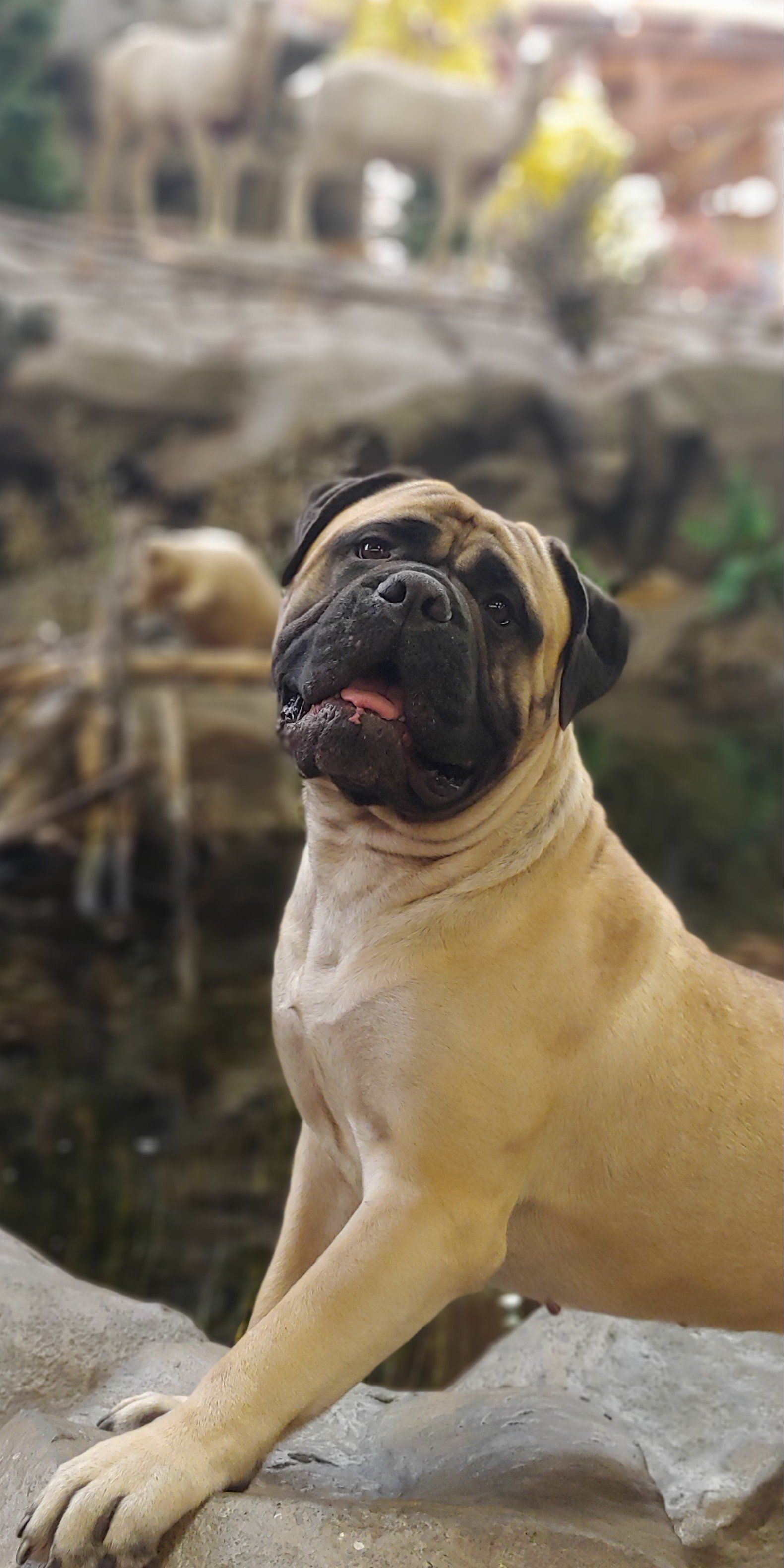 A pug dog standing on a rock looking at the camera