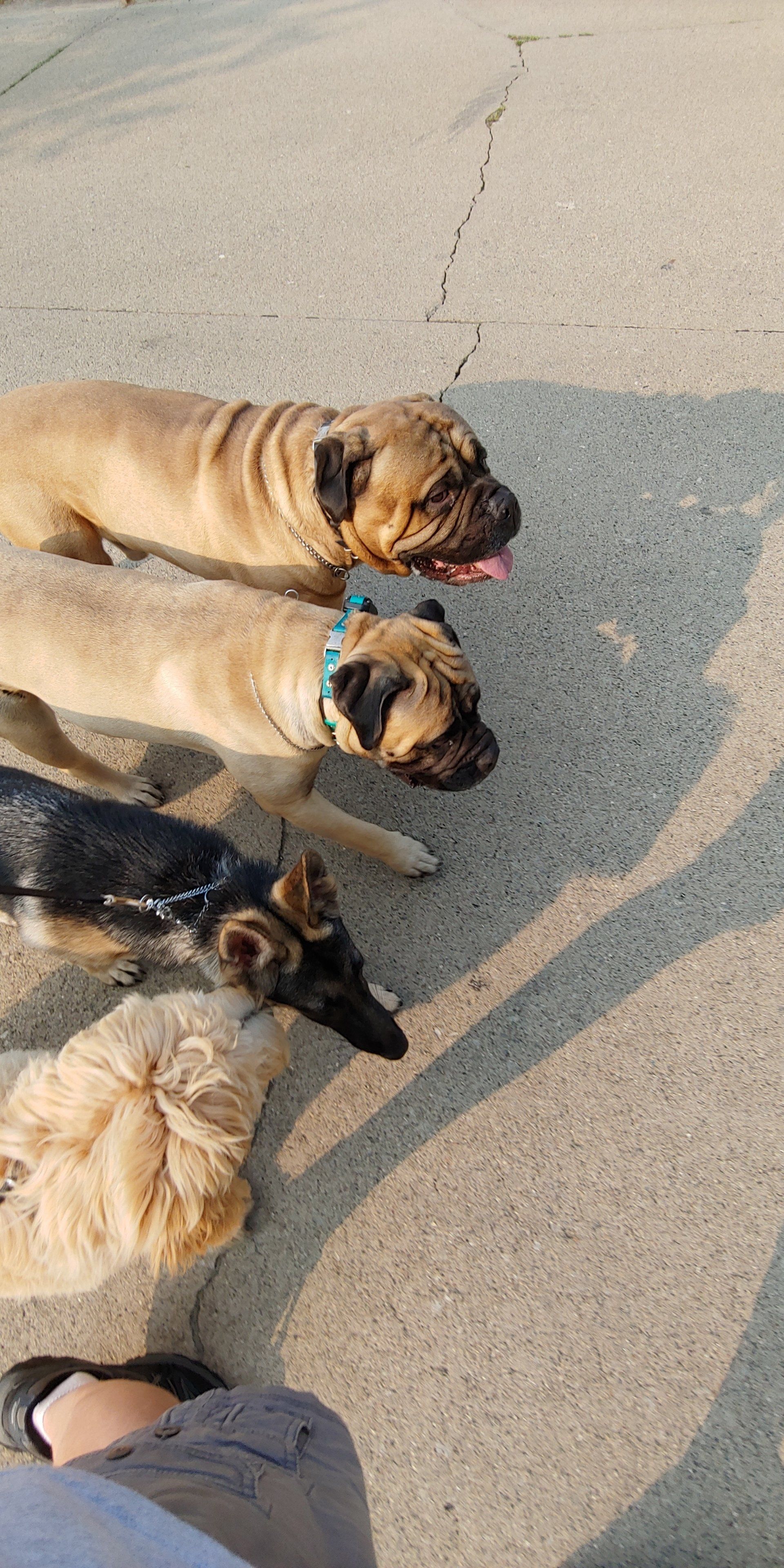 Three dogs are walking next to each other being trained on a sidewalk