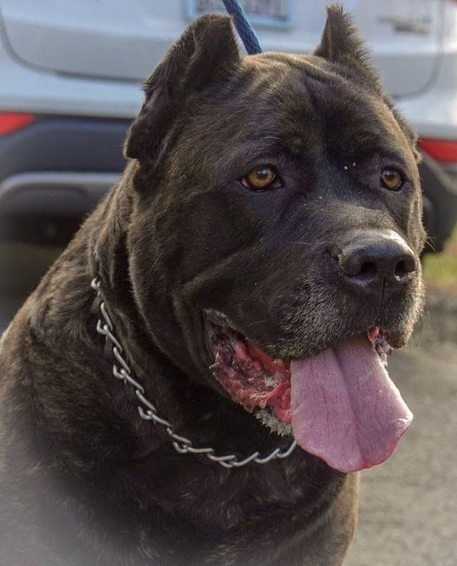 A close up of a dog with its tongue hanging out