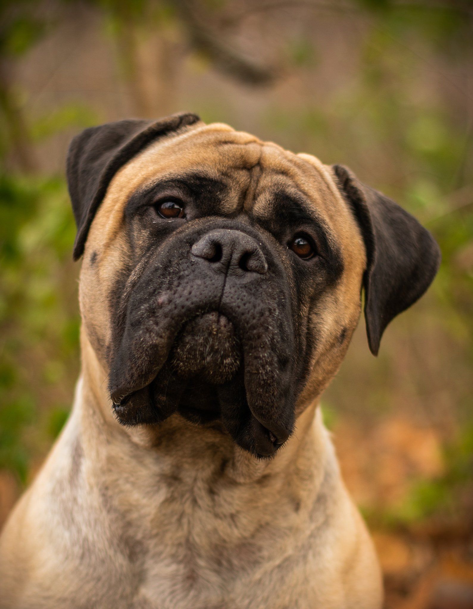 A close up of a dog looking up at the camera